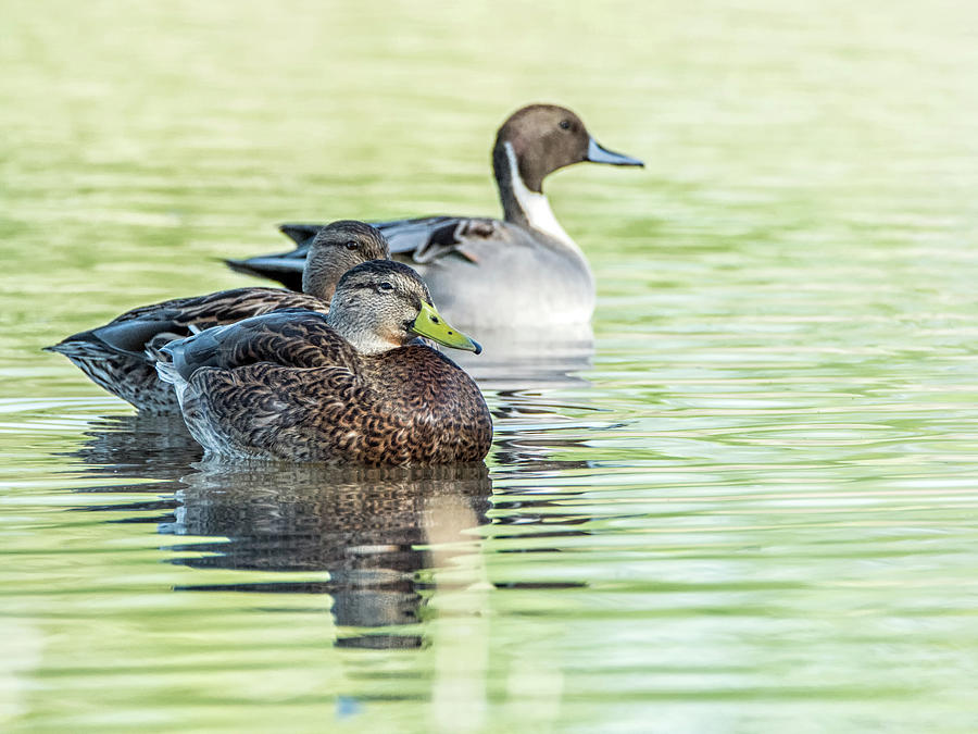 Mexican Ducks and a Pintail  5255-102418-1cr Photograph by Tam Ryan