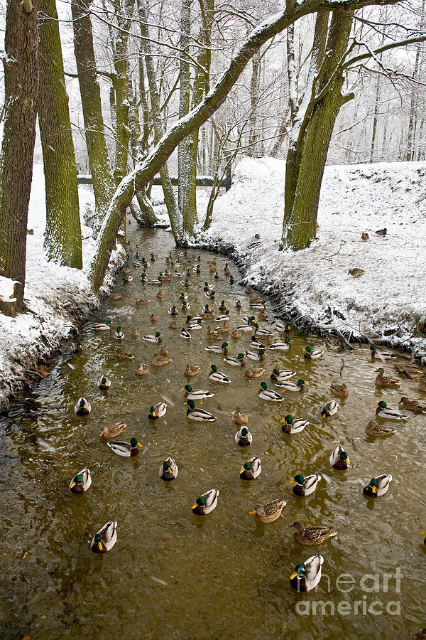 Brook Photograph - Ducks Anas Platyrhynchos On The River by Tomasz Nieweglowski Brook Photograph - Ducks Anas Platyrhynchos On The River by Tomasz Nieweglowski