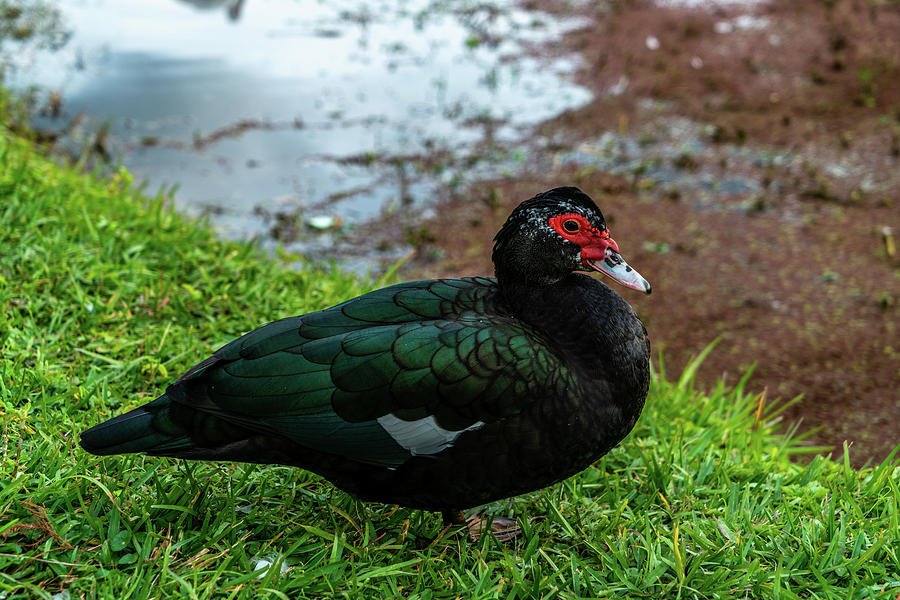 Duck Photograph - Ducks And Ibis by Ric Schafer Duck Photograph - Ducks And Ibis by Ric Schafer