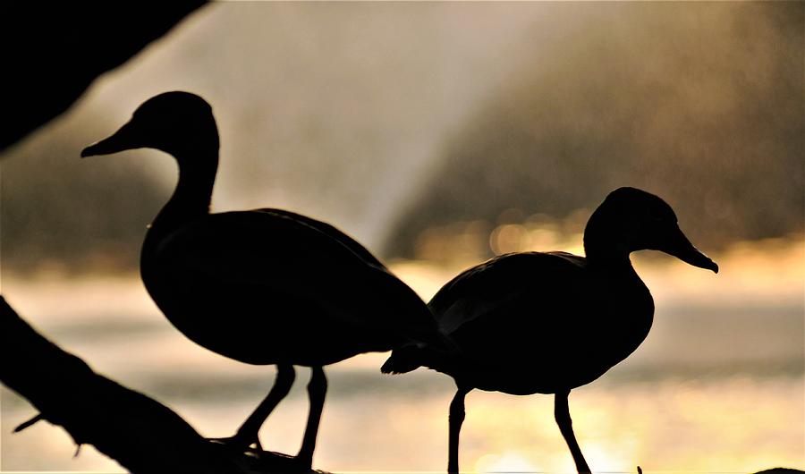 Ducks At Audubon Park Lagoon In New Orleans Photograph by Michael Hoard