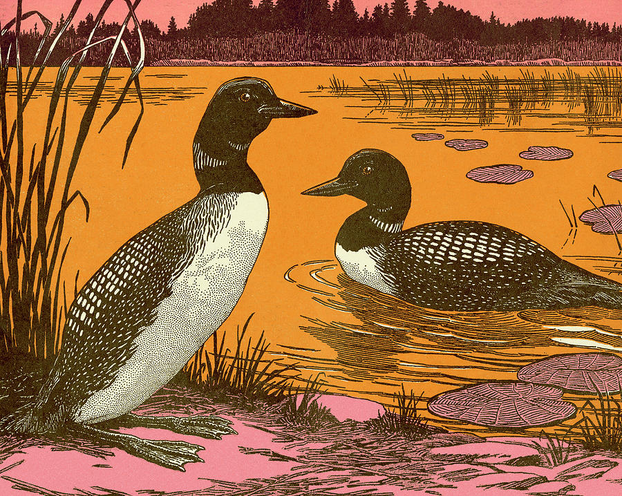 Duck Drawing - Ducks by CSA Images