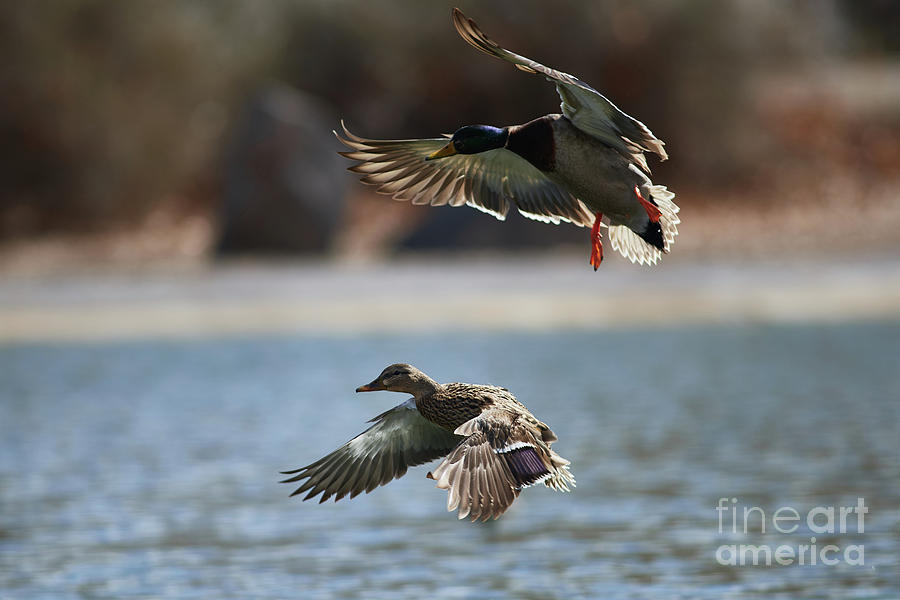 Ducks Descending Photograph by Robert WK Clark
