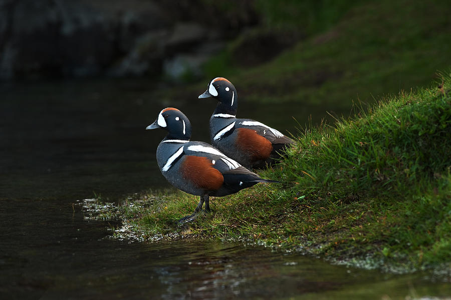 Ducks Photograph by Erik Engstrm