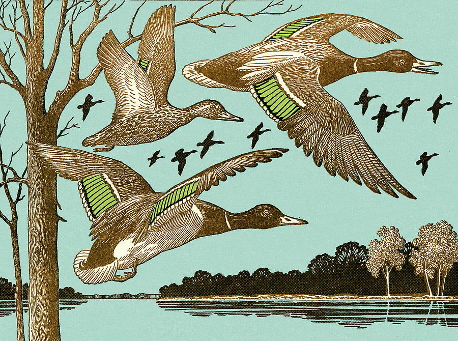 Duck Drawing - Ducks Flying by CSA Images