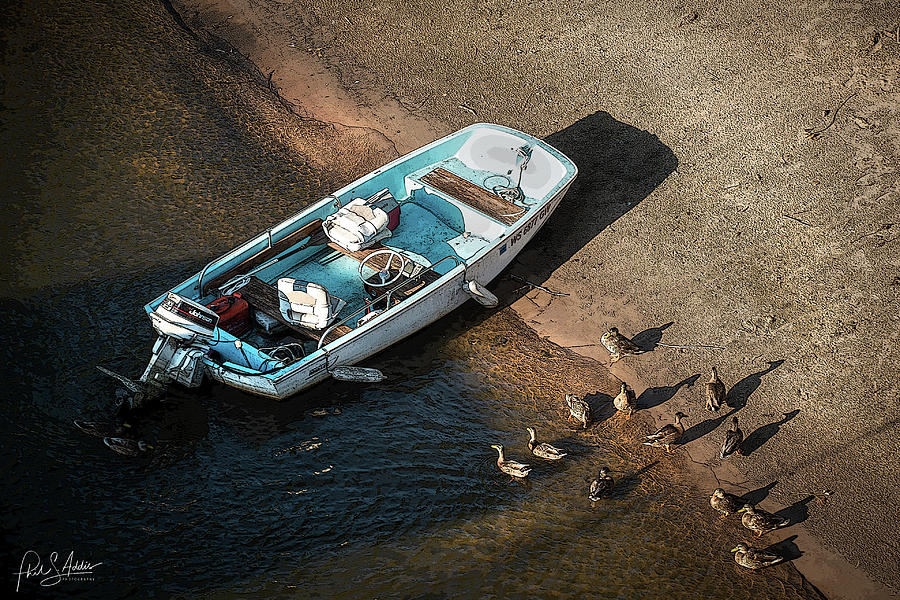Ducks From Above Photograph by Phil S Addis