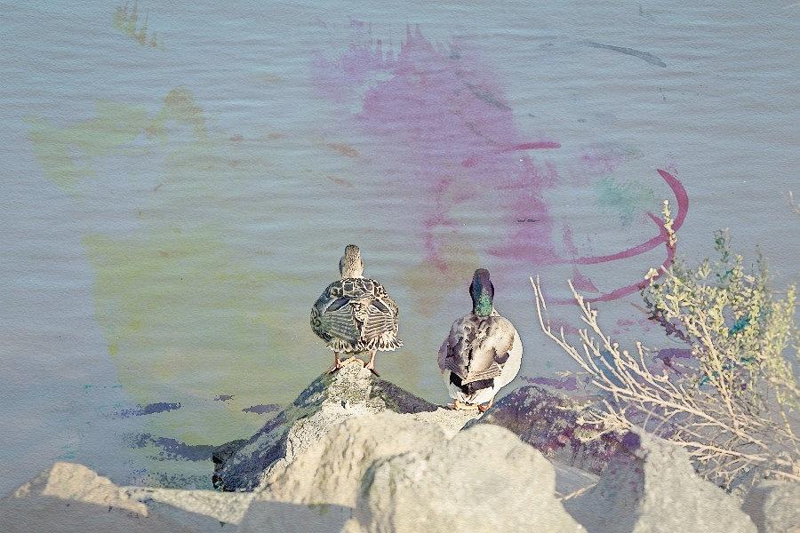 Ducks from Behind Watercolor Digital Art by Alison Frank
