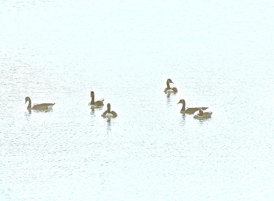 ducks by Gillis Cone ducks by Gillis Cone