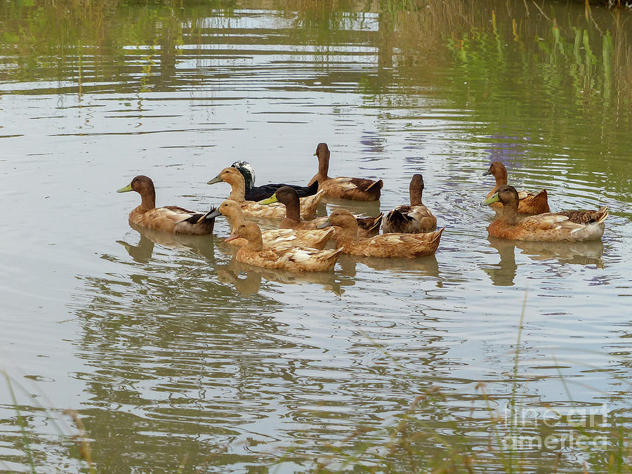 Duck Photograph - Ducks in a pond. g7 by Dan Yeger