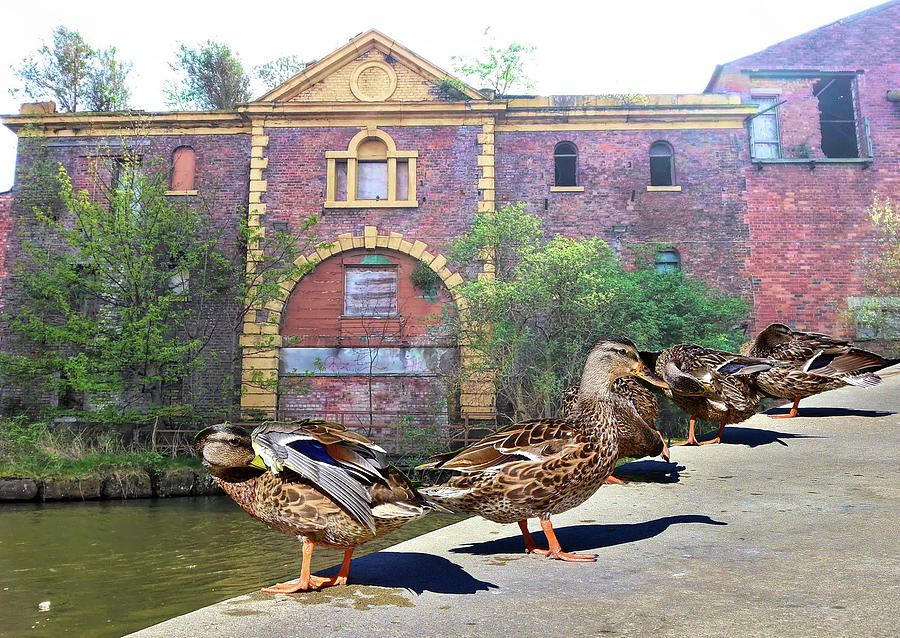 Ducks in a Row in Front of the Old Mansion Digital Art by Linda Brody