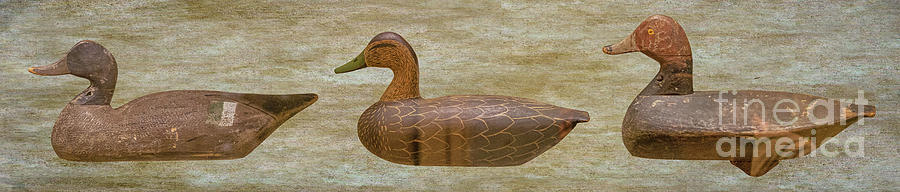 Ducks In A Row Digital Art