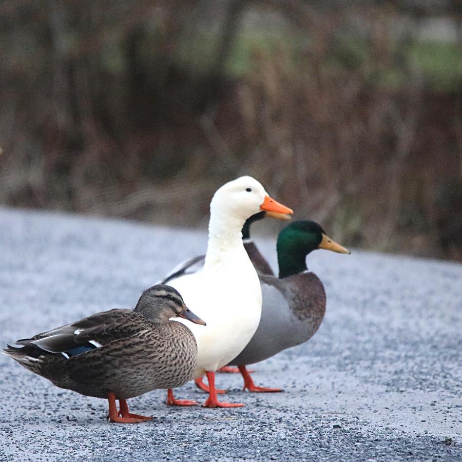 Ducks In A Row Photograph by Scott Burd