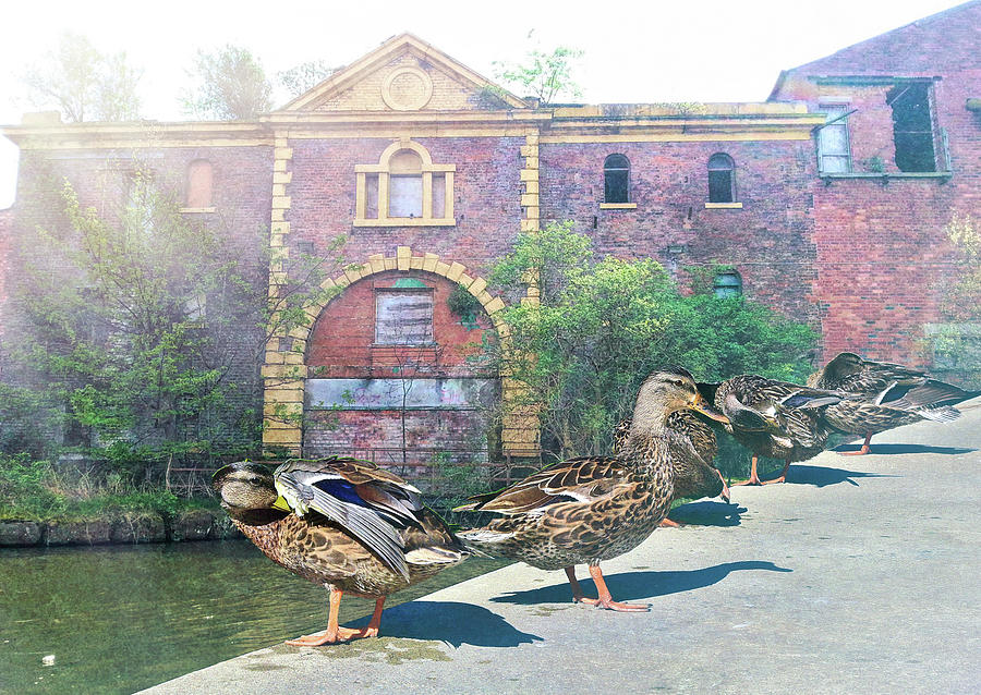 Ducks in a Row with Fog Breaking Through Digital Art by Linda Brody