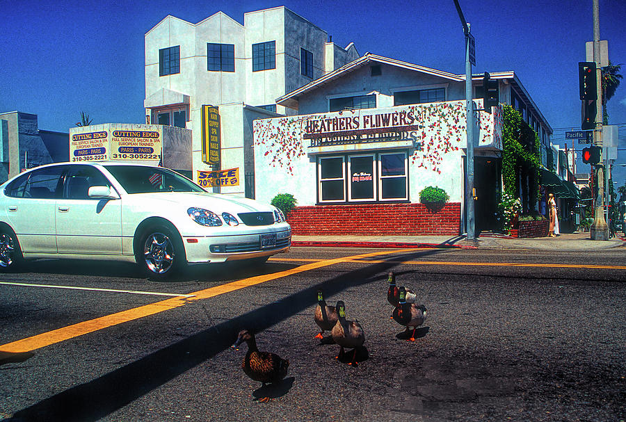 Ducks in Venice Beach California Photograph by David Smith