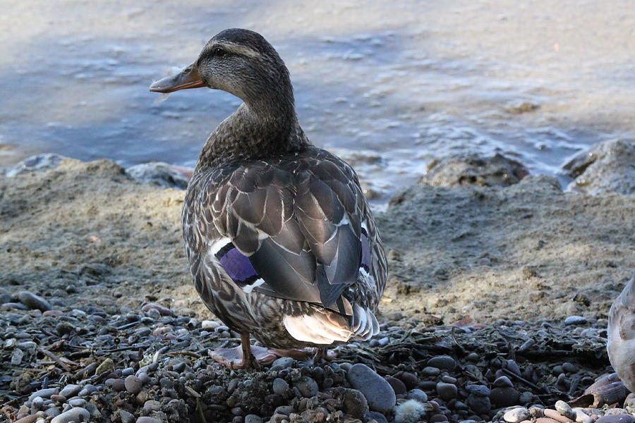 Ducks, Lake Ontario Photograph by Gerald Salamone