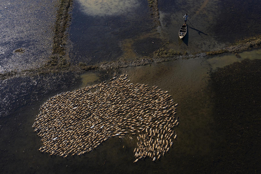 Ducks Land Photograph by Azim Khan Ronnie
