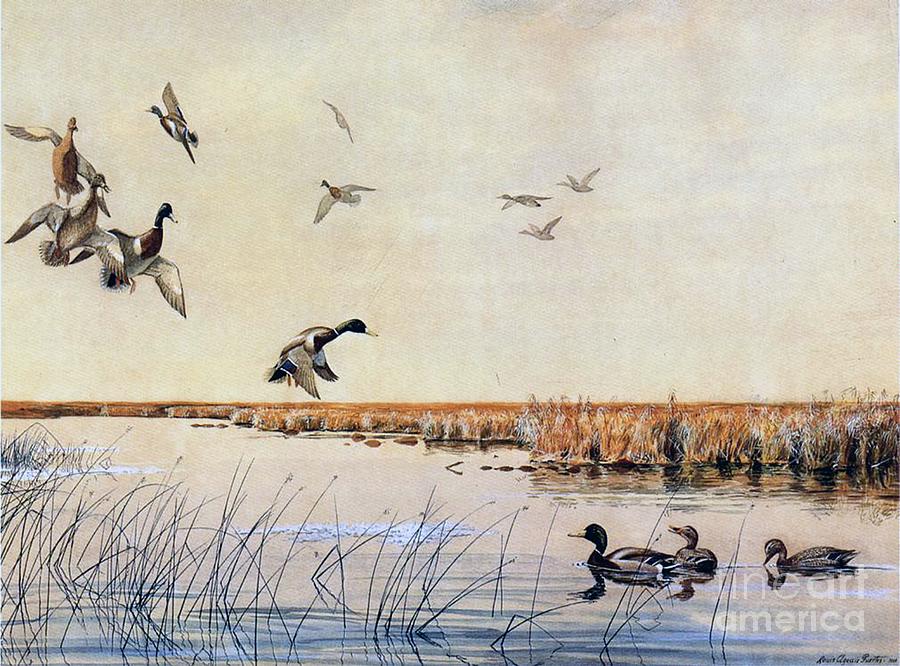 Ducks Landing, 1919 Painting by Louis Agassiz Fuertes - Pixels