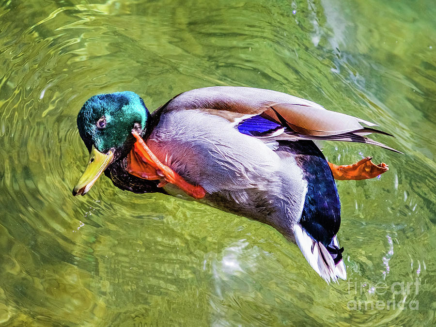 Ducks morning gymnastic Photograph by Lyl Dil Creations