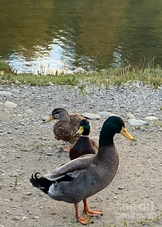 fresh duck near me
