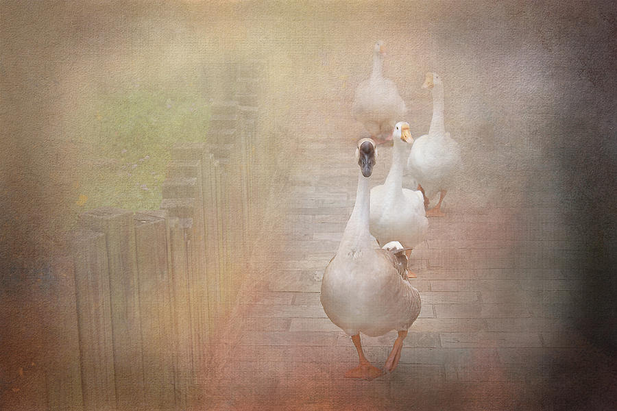 Ducks on Misty Path Digital Art by Terry Davis