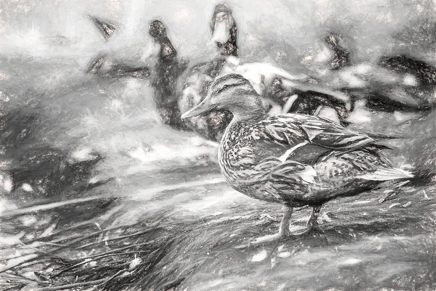 Ducks on Shore Charcoal Photograph by Don Northup