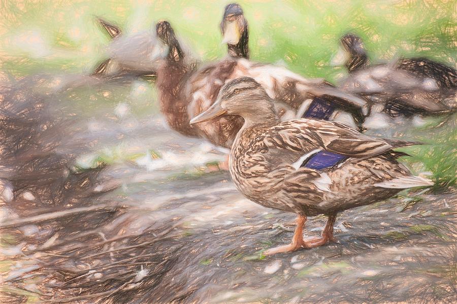 Ducks on Shore Colored Pencil Photograph by Don Northup