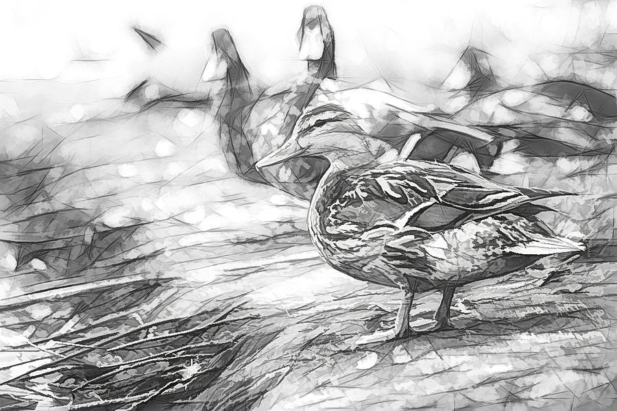 Ducks on Shore Sketch Photograph by Don Northup