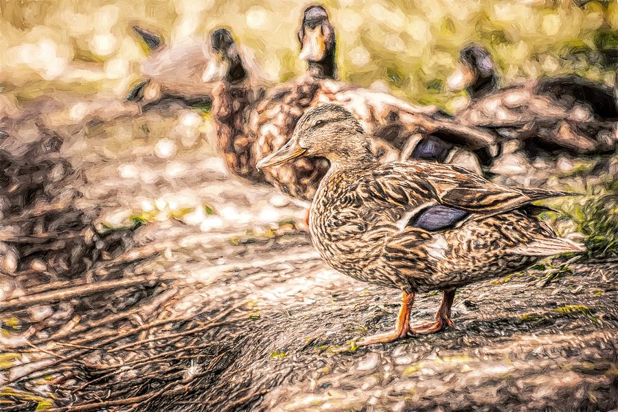 Ducks on Shore Toned Photograph by Don Northup
