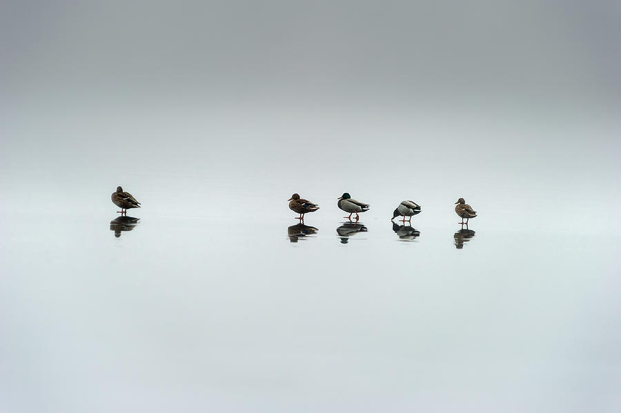 Ducks On Slippery Ice Photograph by Benny Pettersson Pro