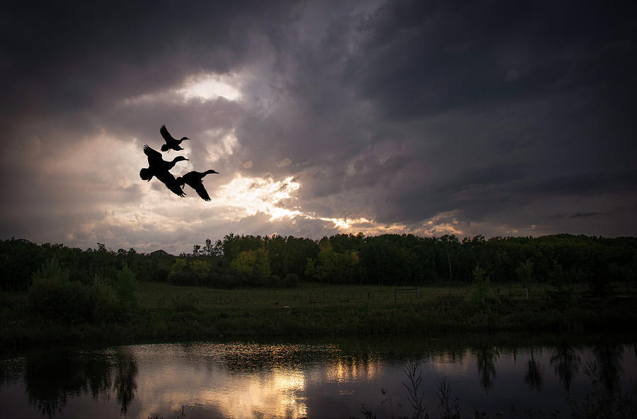 Sunset Photograph - Ducks Over a Pond by Phil And Karen Rispin