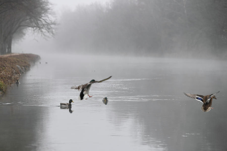 Ducks Swim on the Isar River Covered Photograph by Andreas Gebert ...