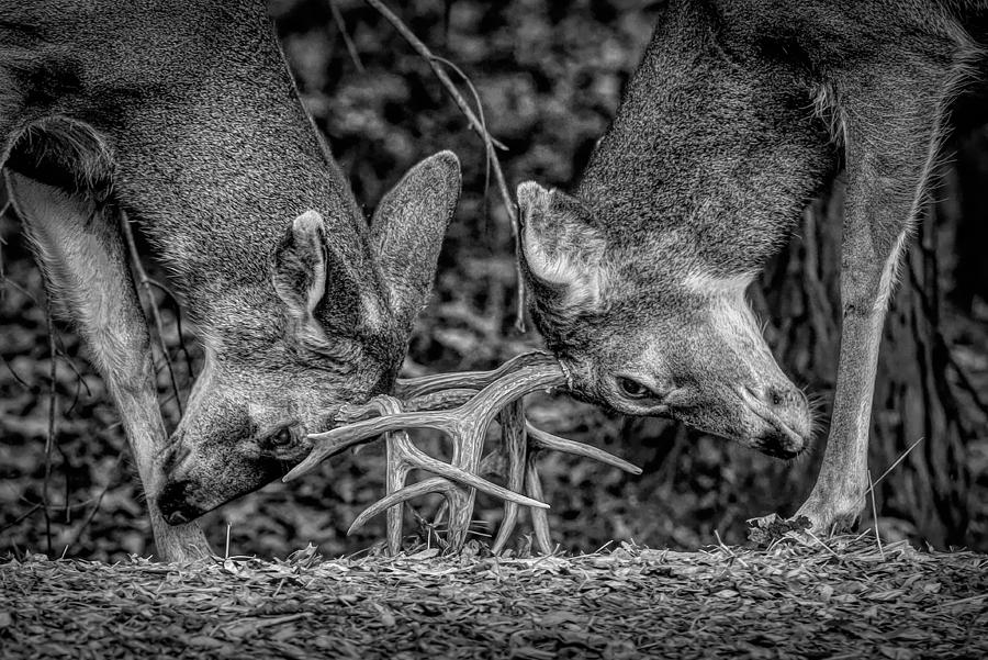 Dueling Deers Photograph by Teri Reames