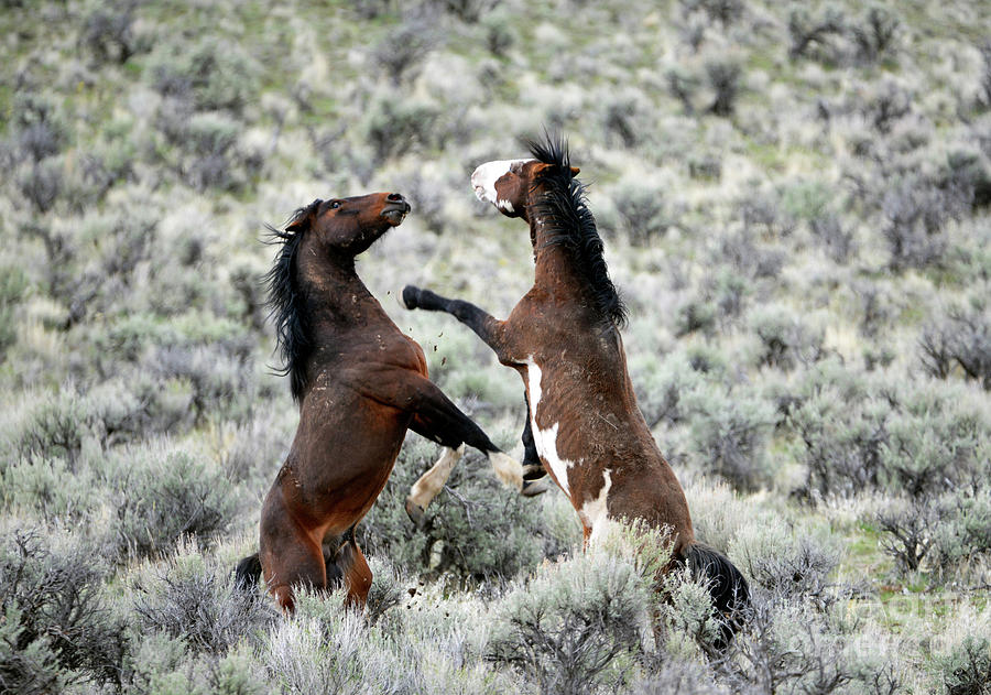 Dueling Kings Photograph by Denise Bruchman