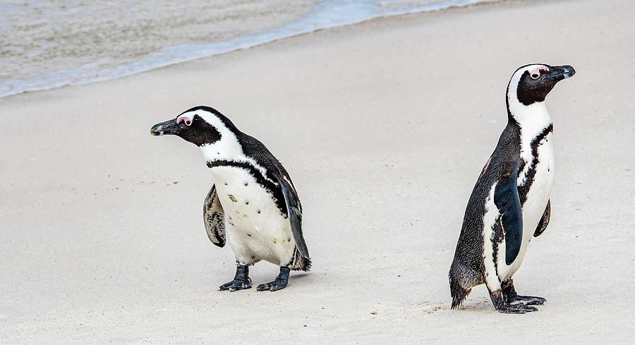 Dueling Penguins Photograph by Marcy Wielfaert