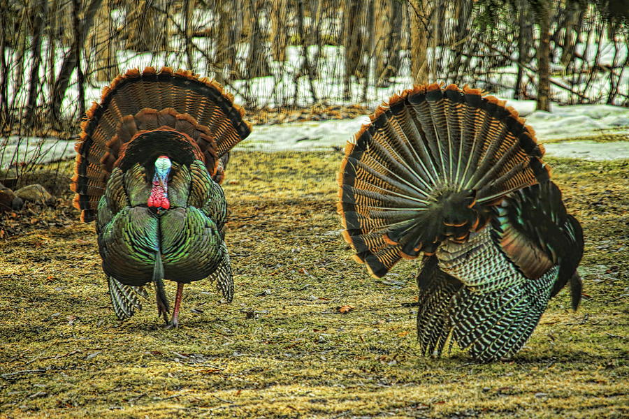 Dueling Strutters Photograph by Dale Kauzlaric