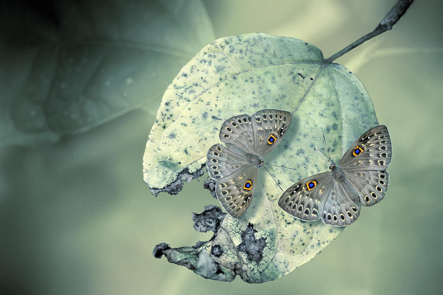 Butterfly Photograph - Duet by Jimmy Hoffman