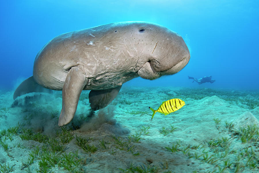 Dugong Male Feeding On Seagrass Meadow, Egypt, Red Sea Photograph by ...