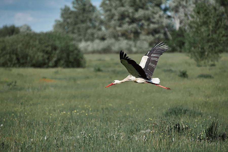 Summer Photograph - Dult Stork Flies Over An Empty Field, Village by Cavan Images
