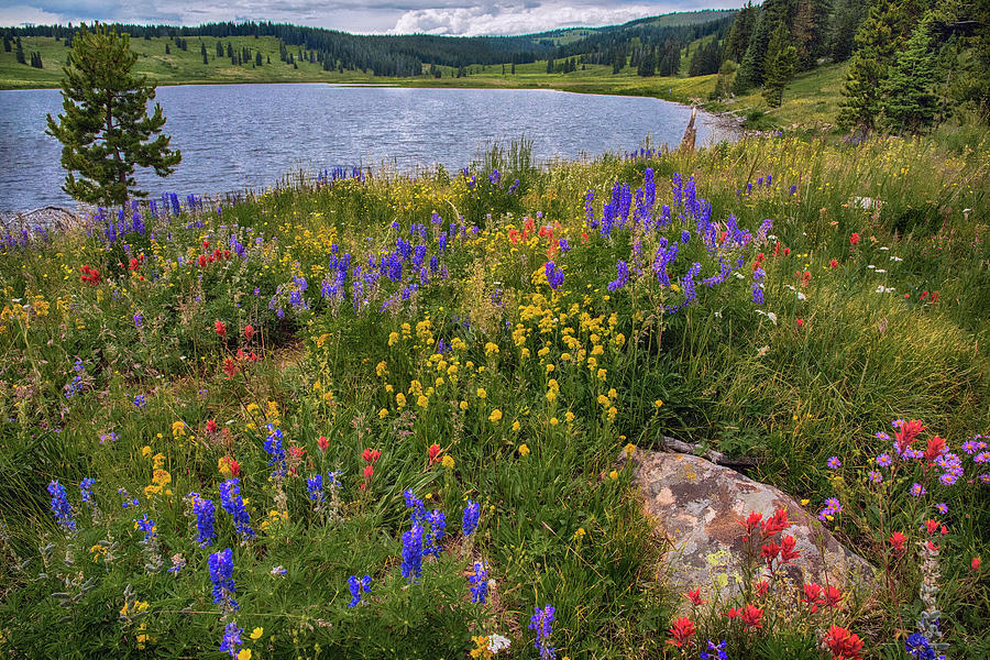  Dumont Lake colorful flowers Photograph by Dave Dilli