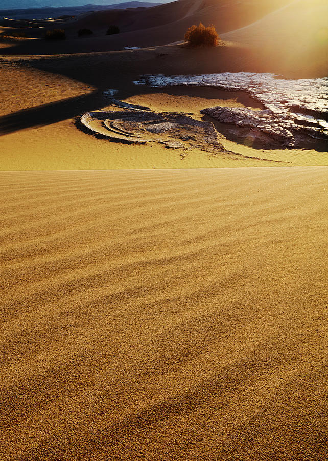 Dune Creature-V Photograph by Tom Daniel