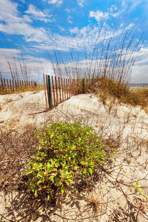 Dune Fences in the Sand Photograph by Debra and Dave Vanderlaan