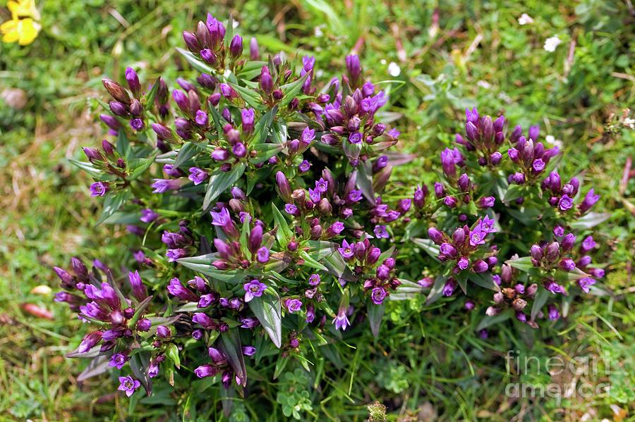 Dune Gentian (gentianella Uliginosa) Photograph by Dr Keith Wheeler/science Photo Library