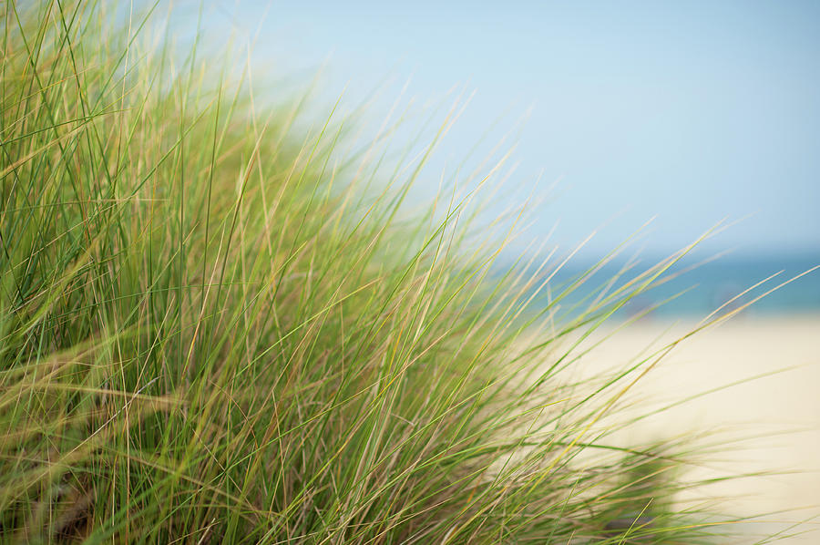 Dune Gras On The Beach Photograph by Ppampicture