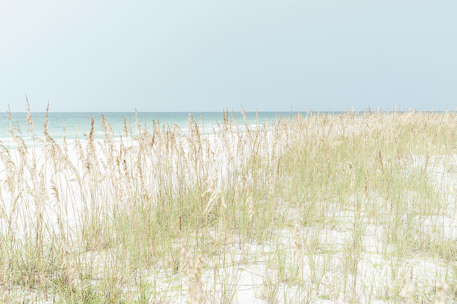 Dune Grass and Sea Oats Pensacola Beach Florida Photo Photograph by Paul Velgos