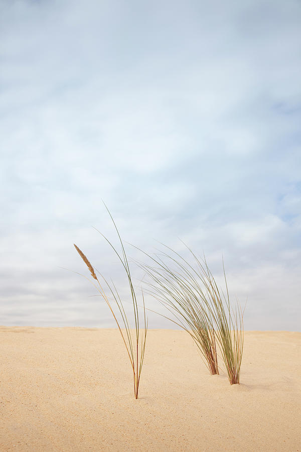 Dune Grass Photograph by Billy Currie Photography