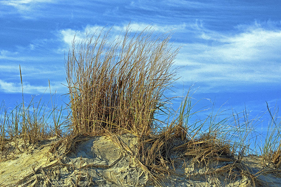 Dune Grass in the Sky Photograph by Bill Swartwout