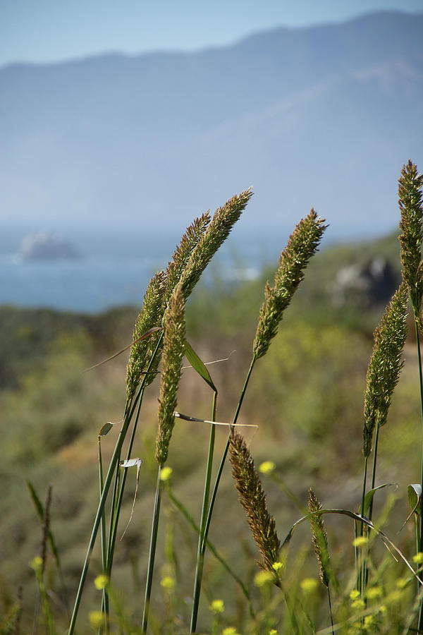 Dune Grass by Marie Leslie Dune Grass by Marie Leslie