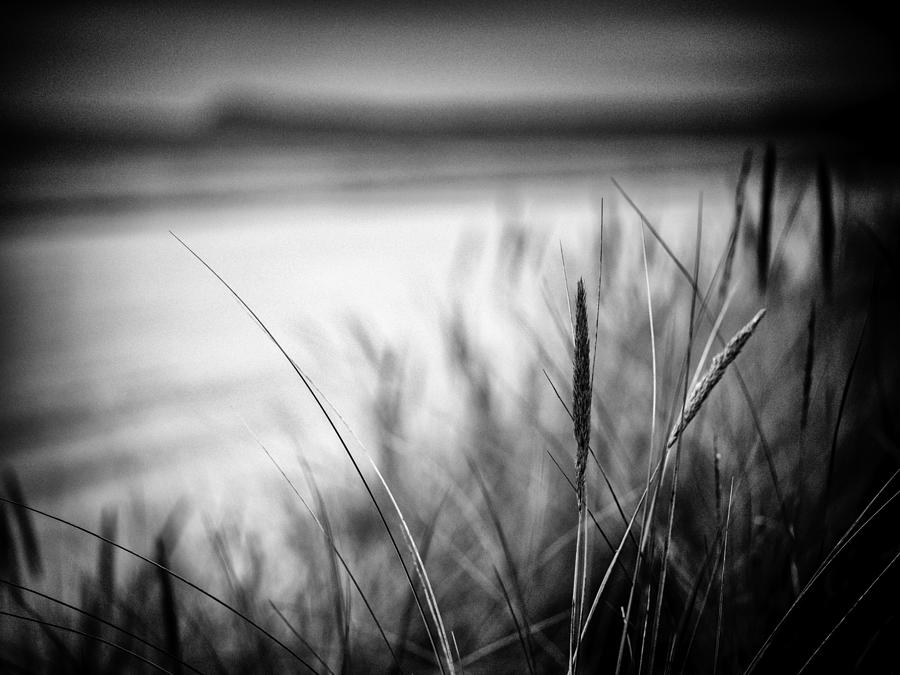 Dune Grass Spot Photograph by Stefan Buder