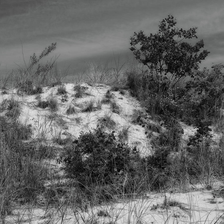 Dune in Black and White Photograph by Scott Kingery