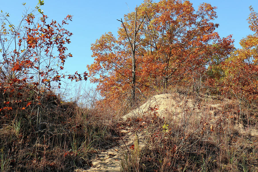 Dune In Fall Colors Photograph