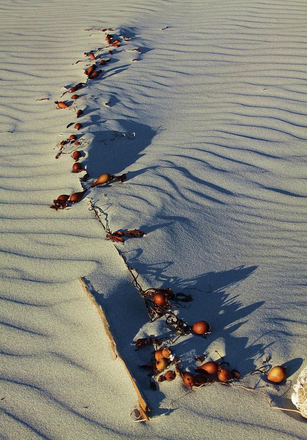 Dune texture Photograph by Fred Bailey